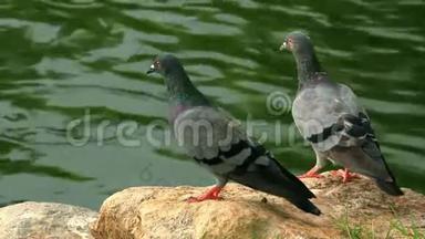 一对鸽子在池塘附近的岩石上咕咕叫。 高清高清